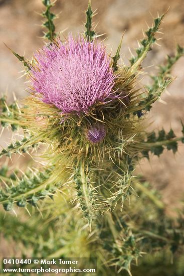 Cirsium eatonii var. peckii