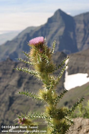 Cirsium eatonii var. peckii