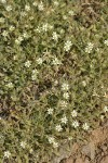 Brittle Sandwort