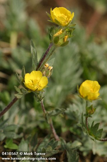 Potentilla breweri