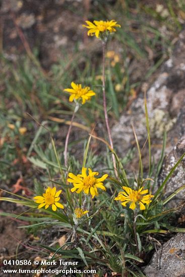 Pyrrocoma uniflora