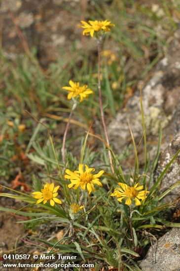 Pyrrocoma uniflora
