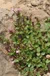 Talus Willowherb