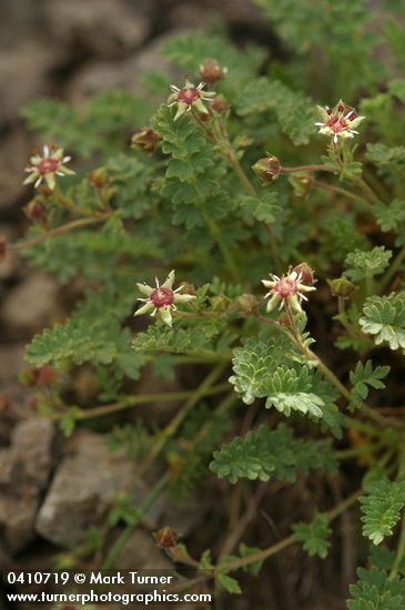 Owyhee Ivesia