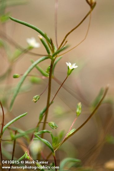 Leptosiphon harknessii