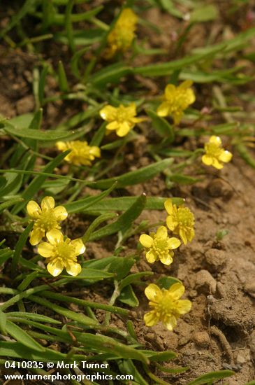 Creeping Buttercup