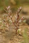 White-margined Knotweed