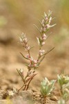 White-margined Knotweed