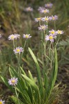 Foothill Daisies