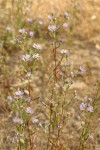 Longleaf Asters