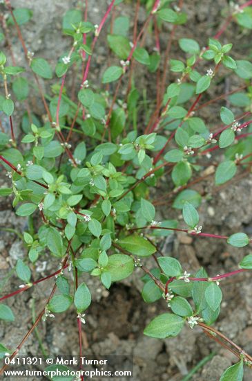 Broad-leaf Knotweed