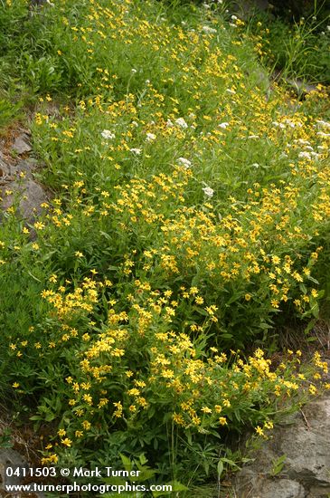 Arnica ovata