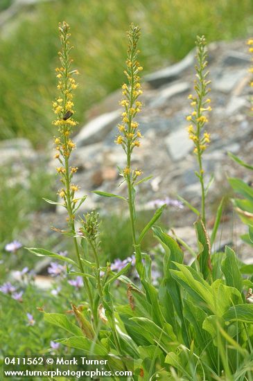 Rainiera stricta