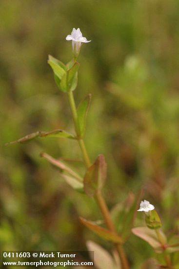 Commmon False Pimpernel