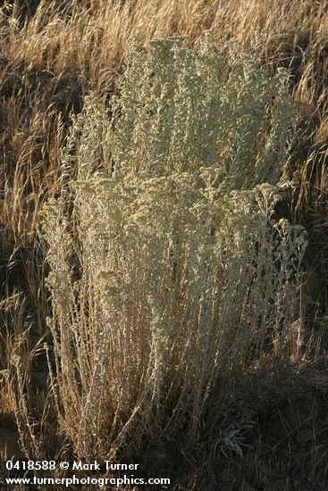 Pseudognaphalium thermale