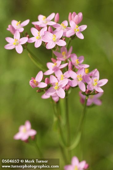 Zeltnera muehlenbergii