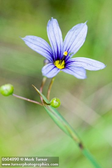 Sisyrinchium bellum