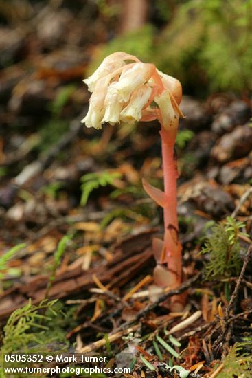 Pinesap