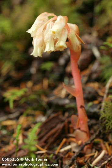 Pinesap