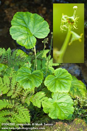 Pectiantia pentandra