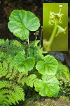 Alpine Miterwort