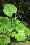 Alpine Miterwort
