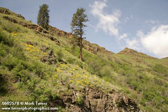Ponderosa Pines & Arrowleaf Balsamroot on rocky slope in Grande Ronde valley