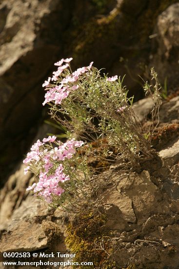 Phlox longifolia