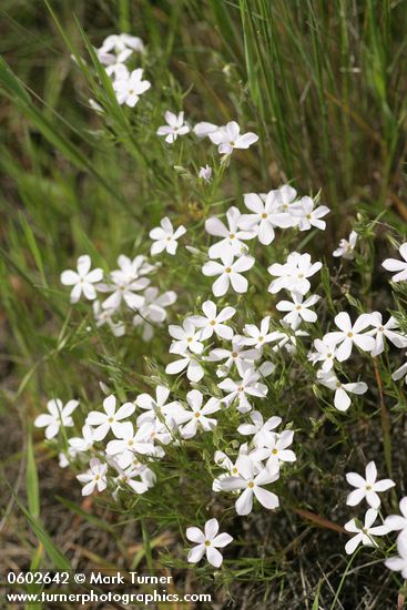 Phlox longifolia