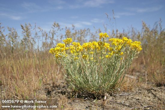 Physaria douglasii
