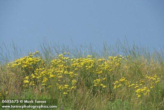 Slender Hawksbeard among grasses on hillside