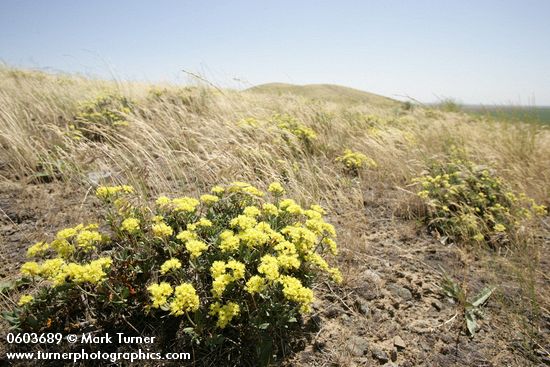 Round-headed Desert Buckwheat among grasses on lithosol ridge