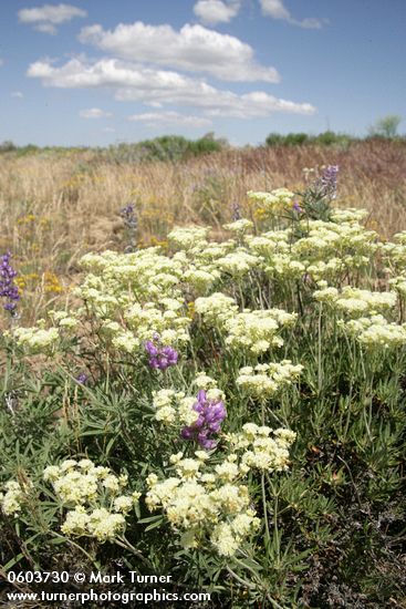 Eriogonum heracleoides