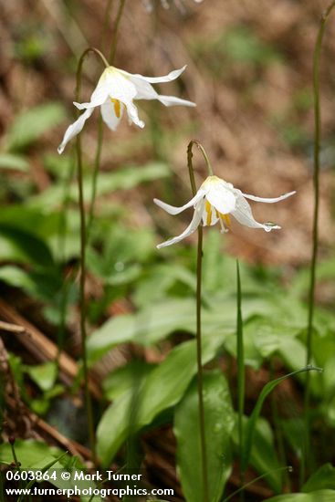 Coast Range Fawnlily blossoms & foliage