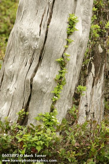 Bunchberry in crack in standing dead tree trunk