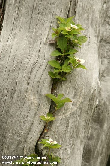 Bunchberry in crack in standing dead tree trunk, detail