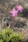 Spiny Talinum