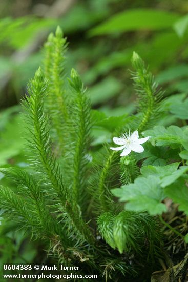 Rubus pedatus