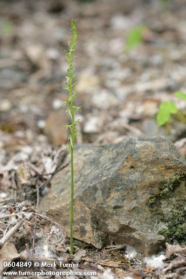 Elegant Piperia
