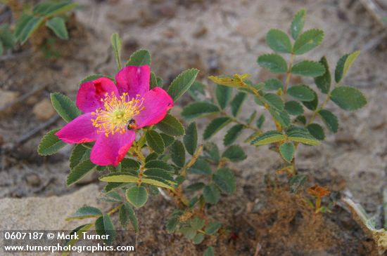 Woods Rose along Wilson Mesa Tr.