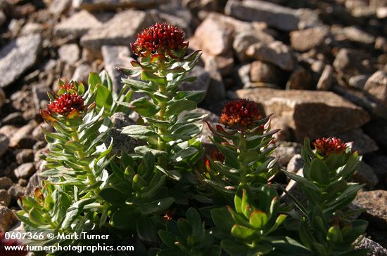 Rhodiola integrifolia ssp. integrifolia