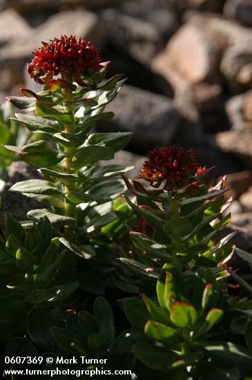 Rhodiola integrifolia ssp. integrifolia