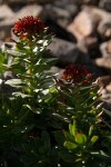 King's Crown Sedum blossoms & foliage