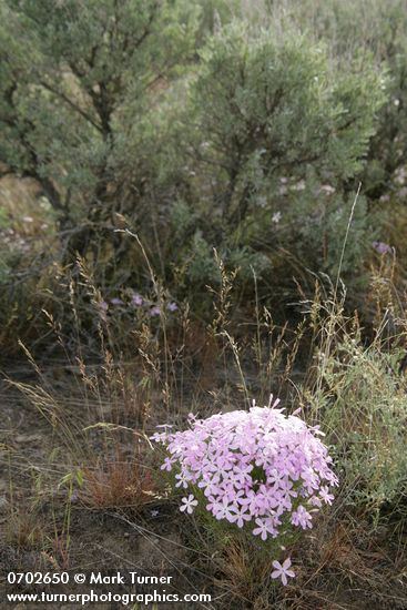 Phlox longifolia