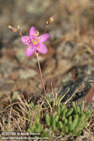 Phemeranthus spinescens