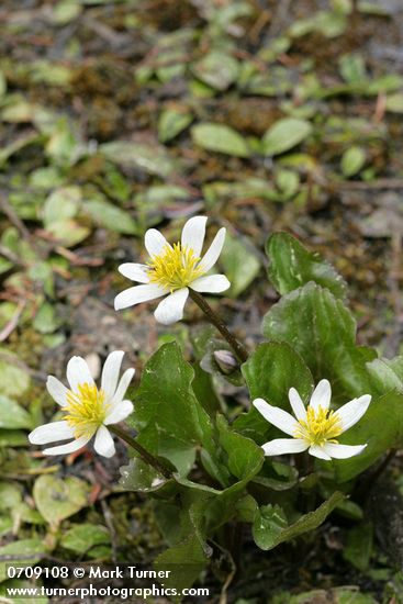Caltha leptosepala ssp. howellii