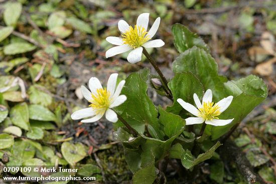Caltha leptosepala ssp. howellii