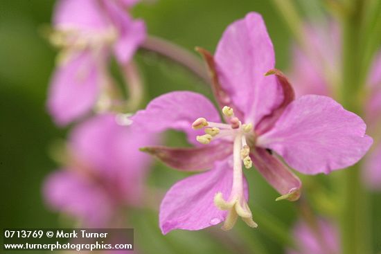 Chamaenerion angustifolium