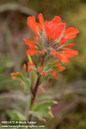 Harsh Paintbrush bracts detail