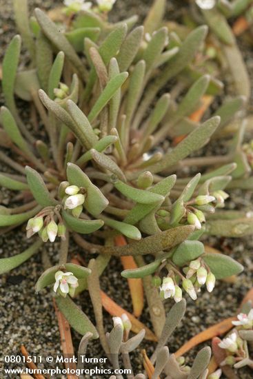Pale Montia